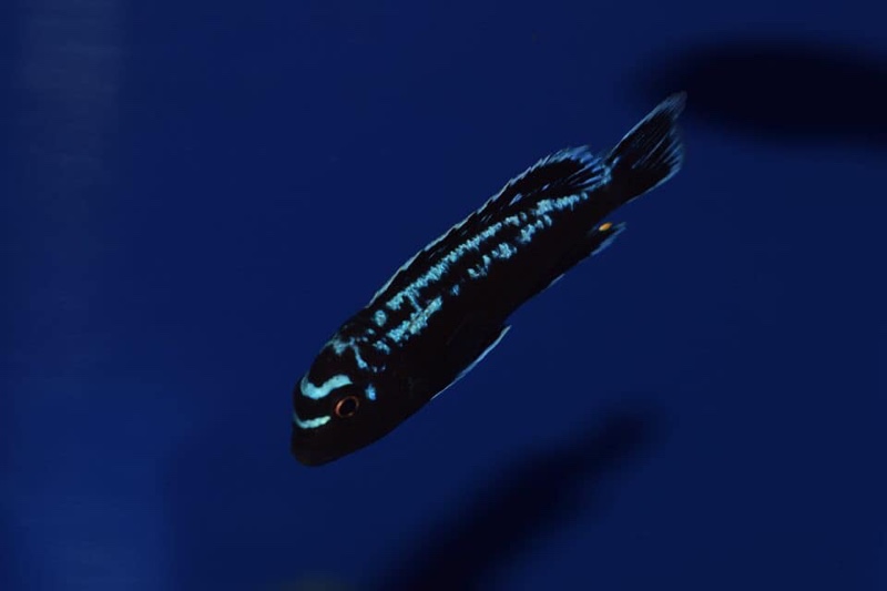 Pseudotropheus interruptus 'Chiwi Rocks'